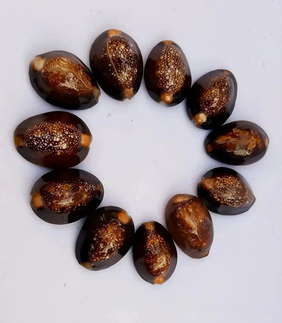 Natural Kaudi for Puja and Decoration|Black Kaudi by Brahmatells