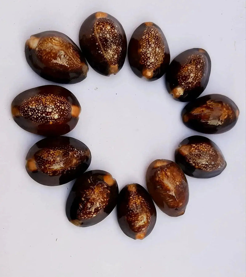Natural Kaudi for Puja and Decoration|Black Kaudi by Brahmatells