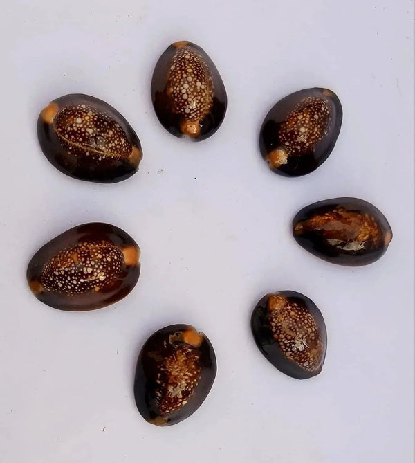 Natural Kaudi for Puja and Decoration|Black Kaudi by Brahmatells