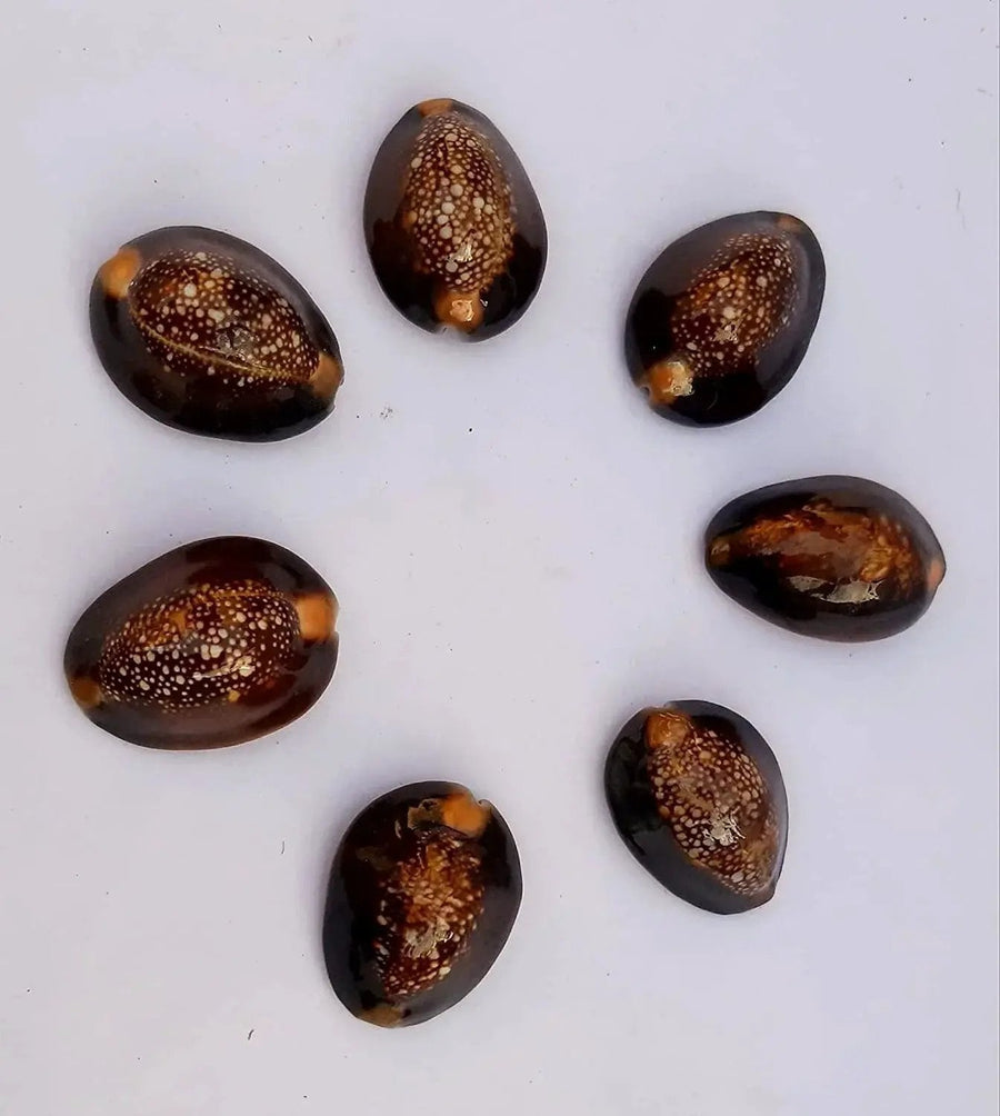 Natural Kaudi for Puja and Decoration|Black Kaudi by Brahmatells
