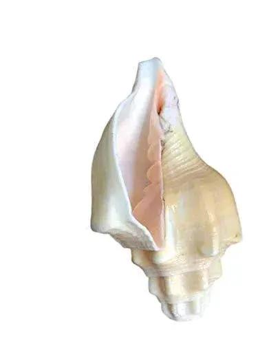 Natural Left Hand Blowing Vishnu Shankh by Brahmatells