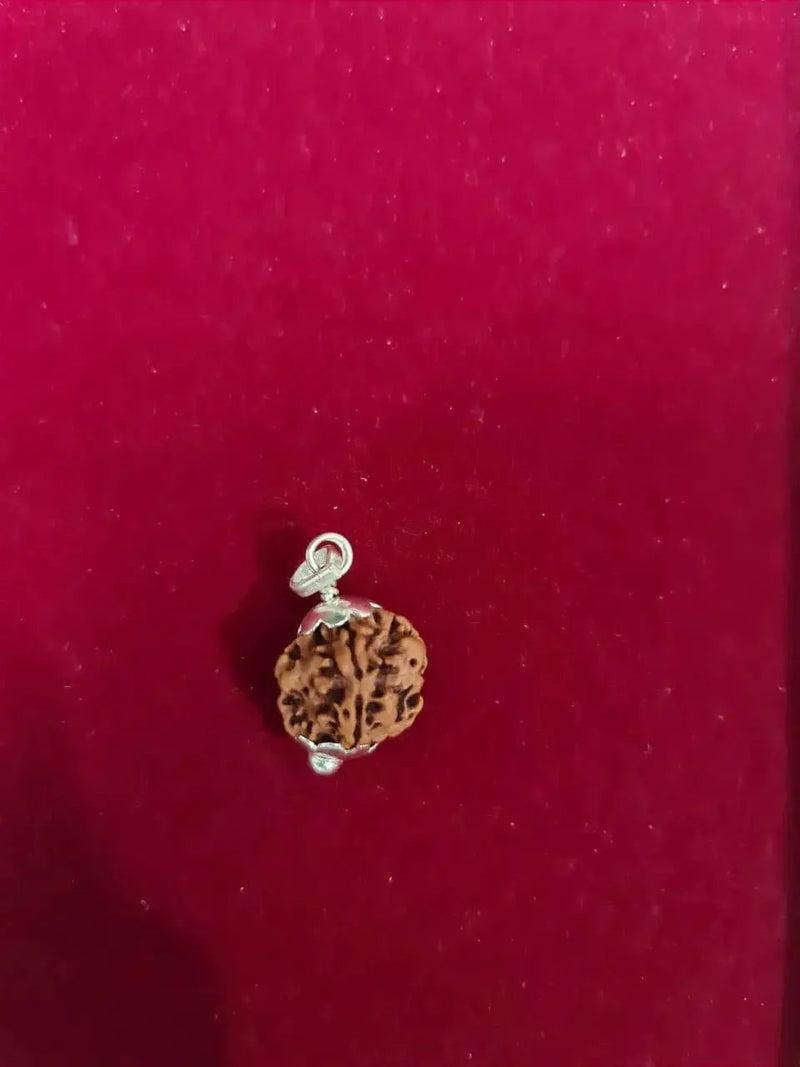 Nepal's Finest 1 Mukhi Rudraksha - Ultimate Peace & Clarity with Shiva | Brahmatells by Brahmatells