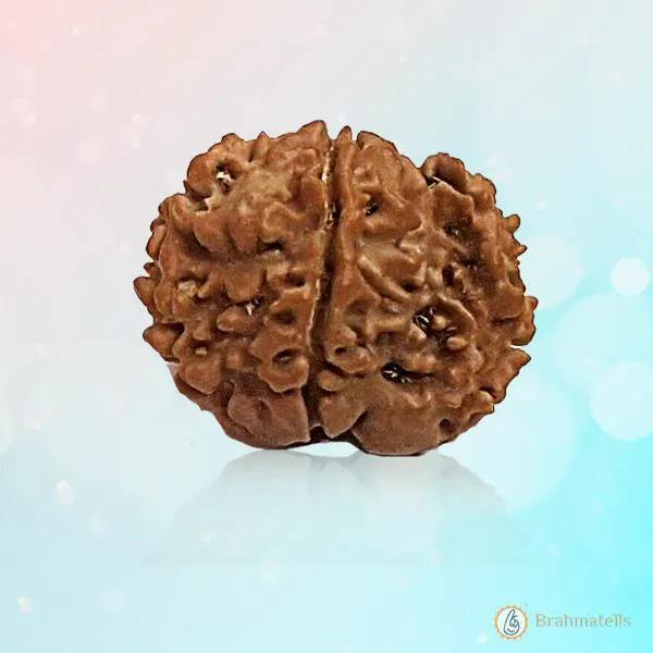 Nepal's Finest 1 Mukhi Rudraksha - Ultimate Peace & Clarity with Shiva | Brahmatells by Brahmatells