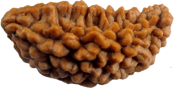 One Mukhi Rudraksha Pendant - Divine Connection with Lord Shiva | Brahmatells by Brahmatells