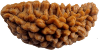 One Mukhi Rudraksha Pendant - Divine Connection with Lord Shiva | Brahmatells by Brahmatells