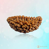 One Mukhi Rudraksha Pendant - Divine Connection with Lord Shiva | Brahmatells by Brahmatells