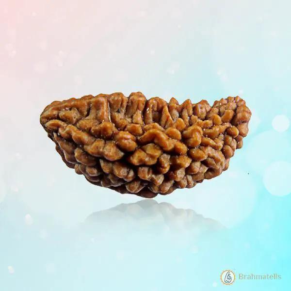 One Mukhi Rudraksha Pendant - Divine Connection with Lord Shiva | Brahmatells by Brahmatells