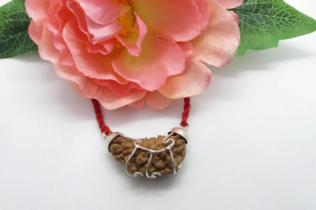 Pisces Exclusive One Mukhi Half Moon Rudraksha - Spiritual Clarity & Balance | Brahmatells by brahmatells