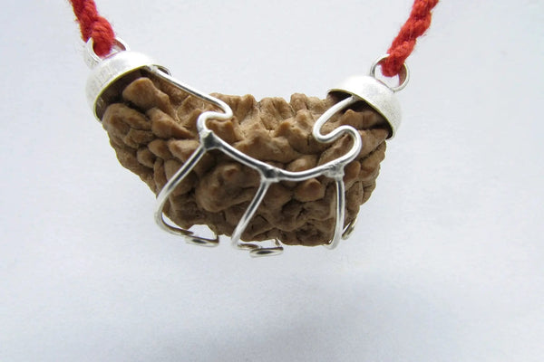 Pisces Exclusive One Mukhi Half Moon Rudraksha - Spiritual Clarity & Balance | Brahmatells by brahmatells