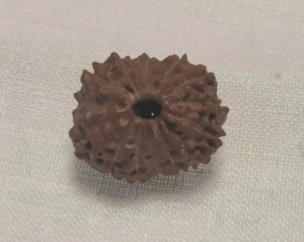 Premium 14 Mukhi Java Rudraksha Bead | Unlock Wisdom with Brahmatells - BrahmatellsStore