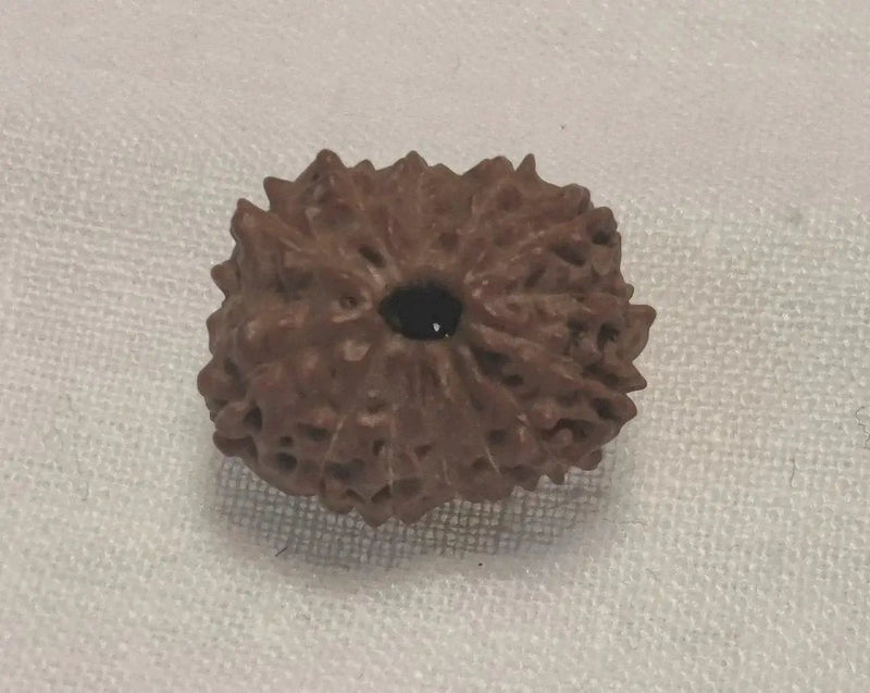 Premium 14 Mukhi Java Rudraksha Bead | Unlock Wisdom with Brahmatells - BrahmatellsStore