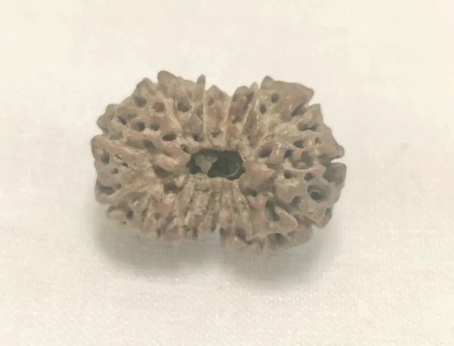 Premium 14 Mukhi Java Rudraksha Bead | Unlock Wisdom with Brahmatells - BrahmatellsStore