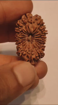 20 Mukhi Rudraksha Bead - Cosmic Wisdom of Lord Brahma | Brahmatells