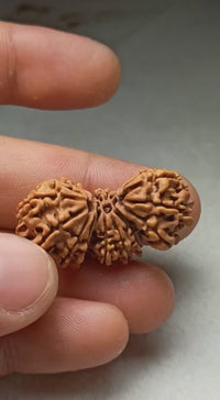 Trijuti Rudraksha - Uniting Cosmic Forces | Brahmatells