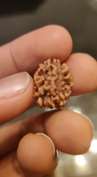 Exclusive Indian 1 Mukhi Rudraksha for Spiritual Mastery | Brahmatells