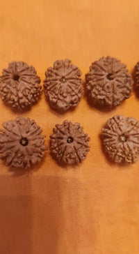 9 Mukhi Rudraksha from Nepal - Unleash Your Inner Warrior | Brahmatells