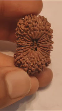 20 Mukhi Rudraksha Bead - Cosmic Wisdom of Lord Brahma | Brahmatells