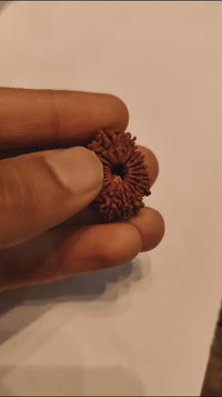 20 Mukhi Rudraksha Bead - Cosmic Wisdom of Lord Brahma | Brahmatells