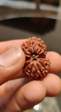 Garbh Gauri Rudraksha | Nepal Rudraksha | Brahmatells