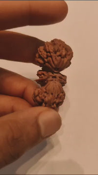 Trijuti Rudraksha - Uniting Cosmic Forces | Brahmatells