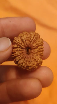 15 Mukhi Rudraksha Bead - Jupiter's Blessing & Prosperity | Brahmatells