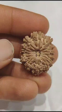 14 Mukhi Rudraksha Nepalese Bead - Ultimate Power of Paramshiva | Brahmatells