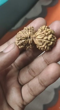 Trijuti Rudraksha - Uniting Cosmic Forces | Brahmatells