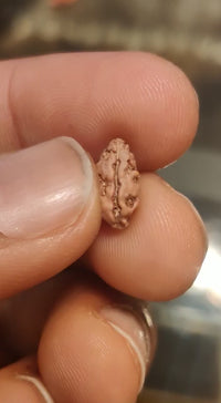 Rice-Shaped 1 Mukhi Rudraksha from Java - Embrace Shiva's Eternal Energy | Brahmatells