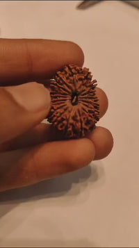 18 Mukhi Rudraksha Bead - Prosperity & Protection | Brahmatells