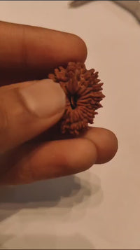 19 Mukhi Rudraksha Bead - Lord Narayana's Blessing | Brahmatells
