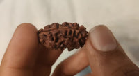2 Mukhi Rudraksha Bead - Uniting Shiva & Shakti | Brahmatells