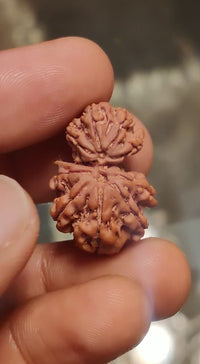 Garbh Gauri Rudraksha | Nepal Rudraksha | Brahmatells