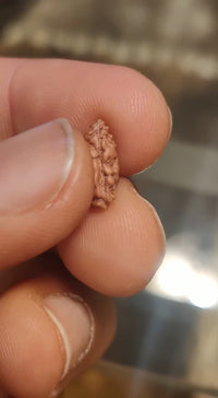 Rice-Shaped 1 Mukhi Rudraksha from Java - Embrace Shiva's Eternal Energy | Brahmatells