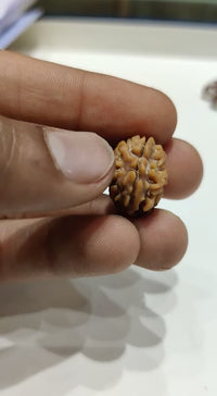 Java-Origin 2 Mukhi Rudraksha Bead | Balance & Unity | Brahmatells