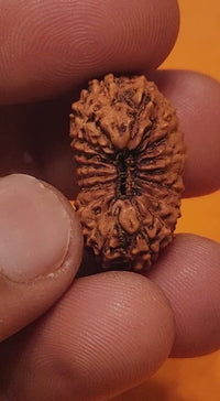 19 Mukhi Rudraksha Java - Divine Power of Lord Narayana | Brahmatells