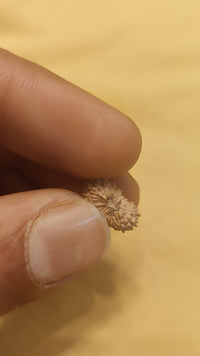 21 Mukhi Rudraksha Java - Attain Kubera's Wealth & Protection | Brahmatells