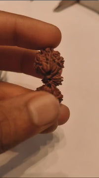 Trijuti Rudraksha - Uniting Cosmic Forces | Brahmatells