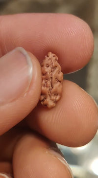 Rice-Shaped 1 Mukhi Rudraksha from Java - Embrace Shiva's Eternal Energy | Brahmatells