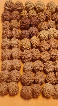 Harmonize with Gauri Shankar Rudraksha - Divine Love & Unity | Brahmatells