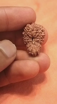 19 Mukhi Rudraksha Java - Divine Power of Lord Narayana | Brahmatells