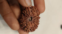 15 Mukhi Rudraksha Bead - Jupiter's Blessing & Prosperity | Brahmatells