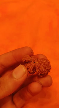 Trijuti Rudraksha - Uniting Cosmic Forces | Brahmatells