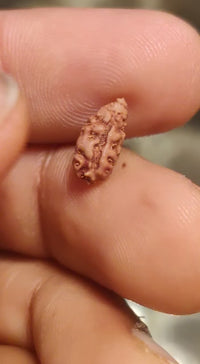 Rice-Shaped 1 Mukhi Rudraksha from Java - Embrace Shiva's Eternal Energy | Brahmatells