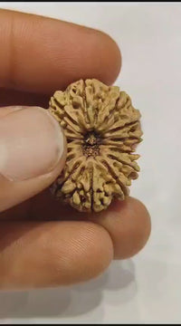 14 Mukhi Rudraksha Nepalese Bead - Ultimate Power of Paramshiva | Brahmatells
