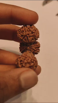 Trijuti Rudraksha - Uniting Cosmic Forces | Brahmatells