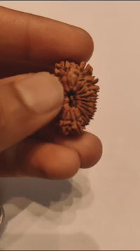 18 Mukhi Rudraksha Bead - Prosperity & Protection | Brahmatells