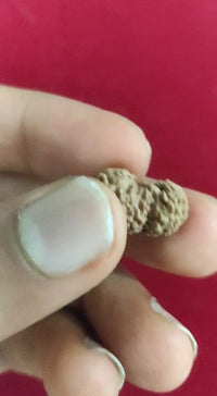 Trijuti Rudraksha Java - The Ultimate Symbol of Divine Unity | Brahmatells