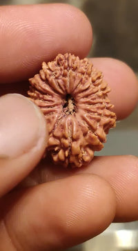 15 Mukhi Rudraksha Bead - Jupiter's Blessing & Prosperity | Brahmatells