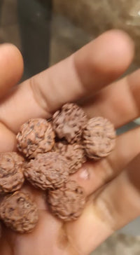 2 Mukhi Rudraksha Bead - Uniting Shiva & Shakti | Brahmatells