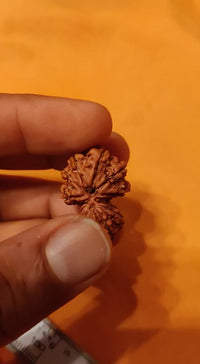 Garbh Gauri Rudraksha | Nepal Rudraksha | Brahmatells